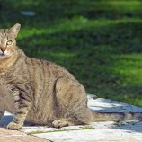 Беременность кошки: признаки, уход, длительность