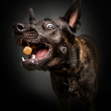 Фотограф поймал потрясающие выражения лиц у собак, в тот момент, когда они хватают лакомства